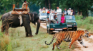 Bandhavgarh Tour