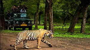 Bandhavgarh Tour