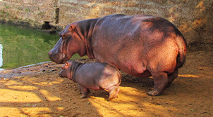 Bhubaneswar Wildlife Tour